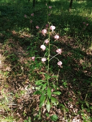 Lilium martagon