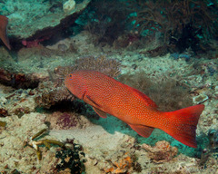 Plectropomus leopardus