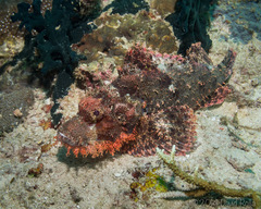 Scorpaenopsis oxycephalus