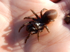 Atypus karschi