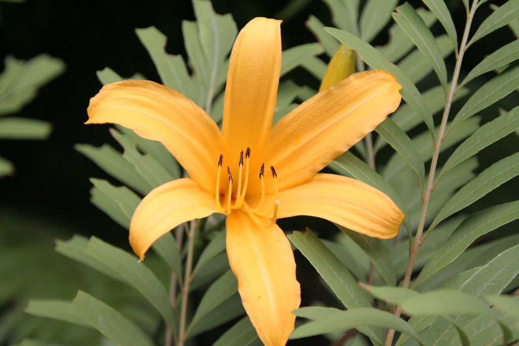 Dumortier's Daylily