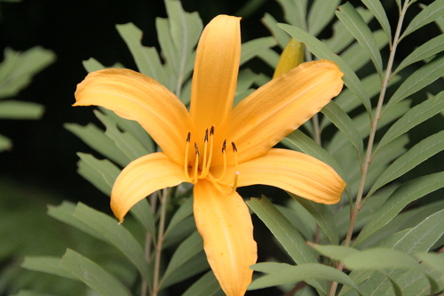 Hemerocallis dumortieri