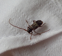 Exocentrus lusitanus