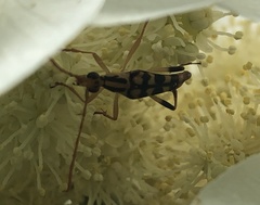 Strangalia luteicornis