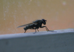 Diptera