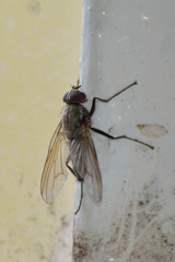 Diptera