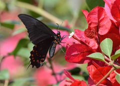 Heraclides rogeri pharnaces