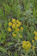 Euphorbia stepposa