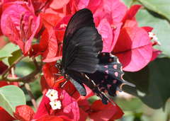 Heraclides rogeri pharnaces