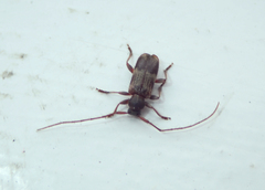 Exocentrus lusitanus