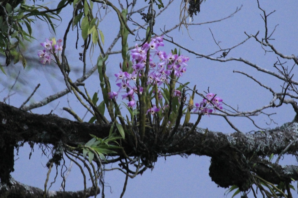 Dendrobium