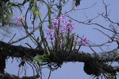 Dendrobium nobile