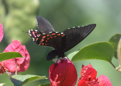 Heraclides rogeri pharnaces