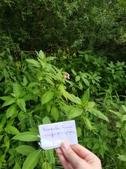 Impatiens glandulifera