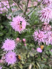 Philanthus triangulum