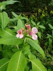 Impatiens glandulifera