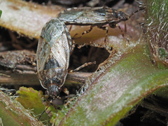 Platyplax salviae