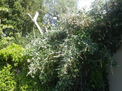 Buddleja madagascariensis
