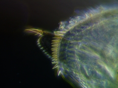 Pleuroxus truncatus