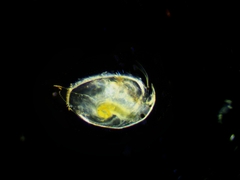 Pleuroxus truncatus
