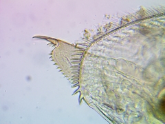 Pleuroxus truncatus