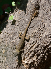 Sceloporus grammicus