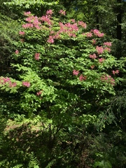 Rhododendron prinophyllum