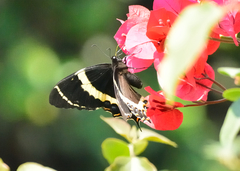 Papilio garamas