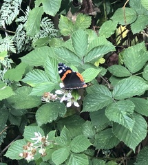 Vanessa atalanta