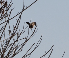 Polioptila californica