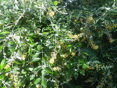 Buddleja madagascariensis