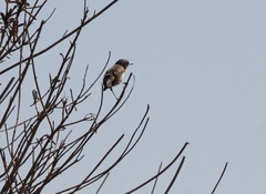 Polioptila californica