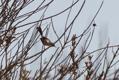 Polioptila californica