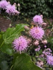Philanthus triangulum