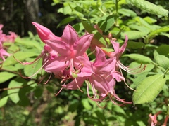 Rhododendron prinophyllum