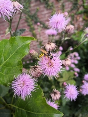Philanthus triangulum