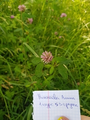 Trifolium medium