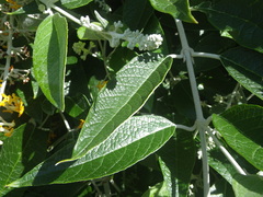 Buddleja madagascariensis