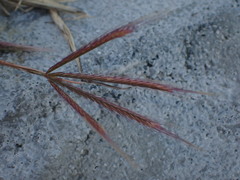Chloris divaricata cynodontoides