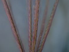 Chloris divaricata cynodontoides