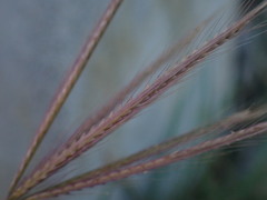 Chloris divaricata cynodontoides