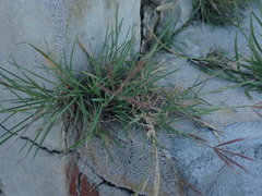 Chloris divaricata cynodontoides