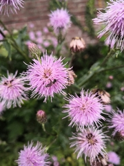 Apoidea