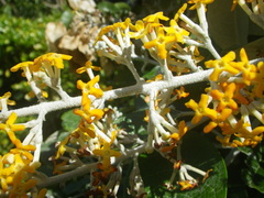 Buddleja madagascariensis
