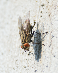 Sarcophagidae