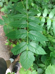 Ailanthus