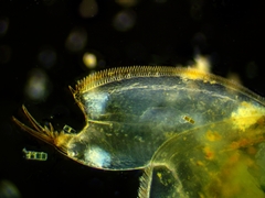 Eurycercus lamellatus