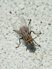 Sarcophagidae