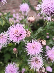 Apoidea