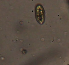 Cryptista